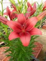 [5504 PO04 Dynamix No02.JPG]